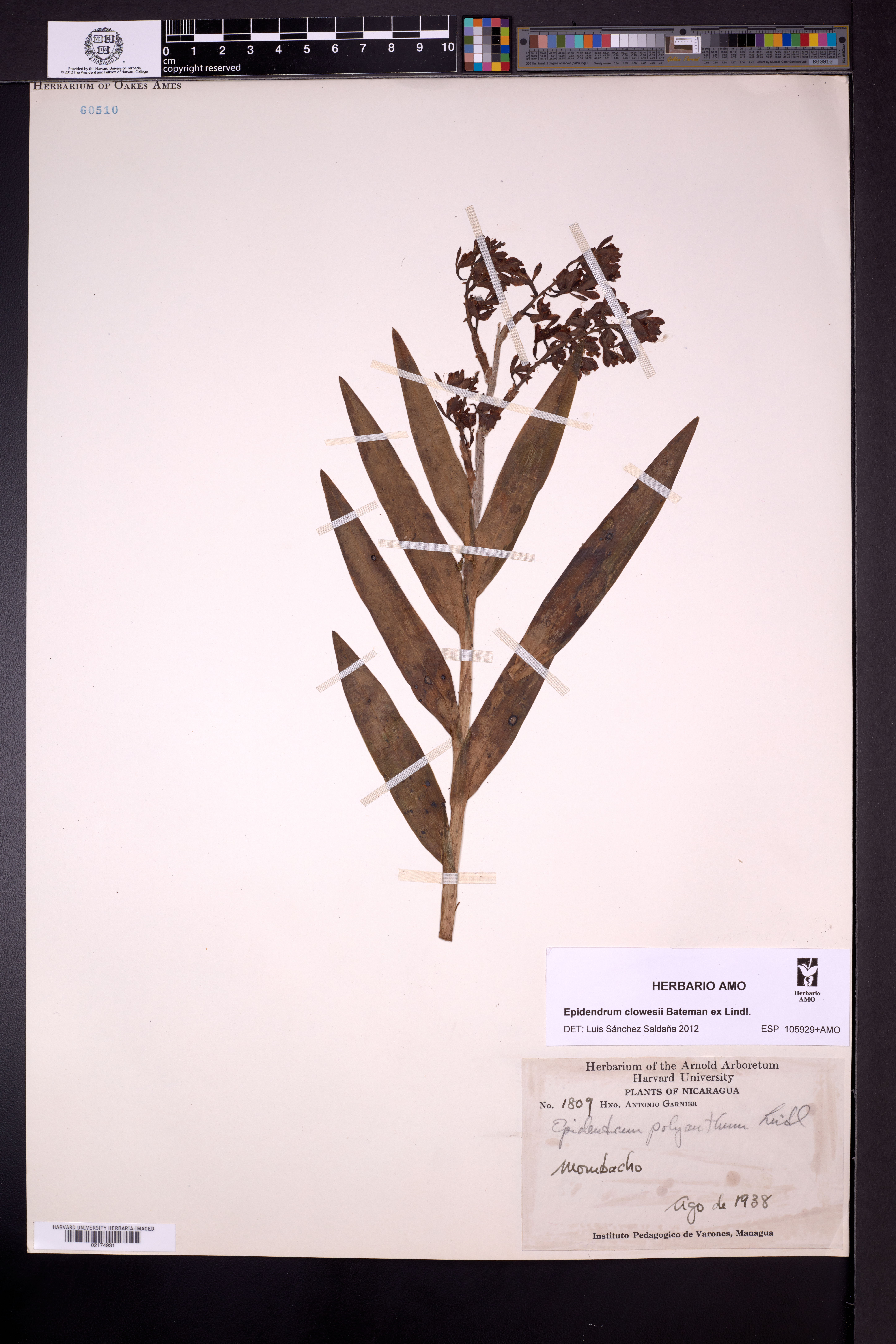 Epidendrum clowesii image