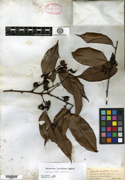 Dulacia inopiflora image