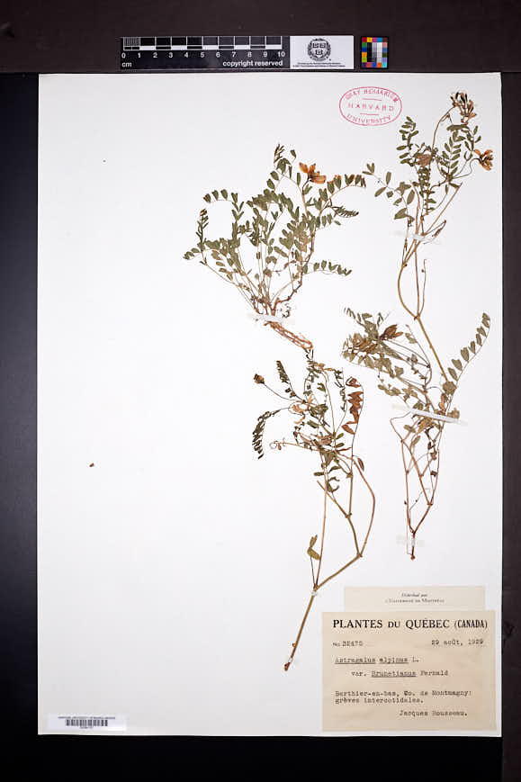 Astragalus alpinus var. brunetianus image