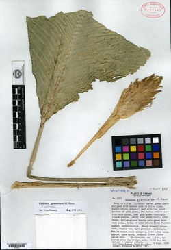 Calathea gymnocarpa image