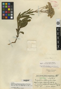 Eupatorium alternifolium image