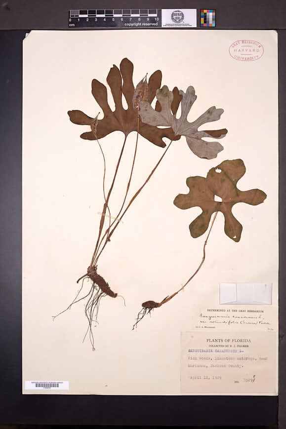 Sanguinaria canadensis var. rotundifolia image
