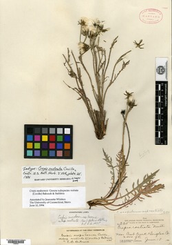 Crepis modocensis subsp. rostrata image