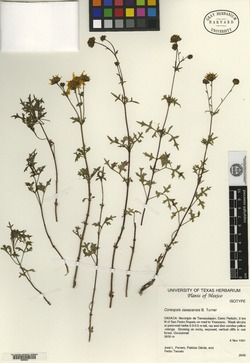 Coreopsis oaxacensis image