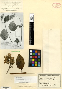 Mikania crassifolia image