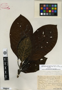 Ladenbergia heterophylla image