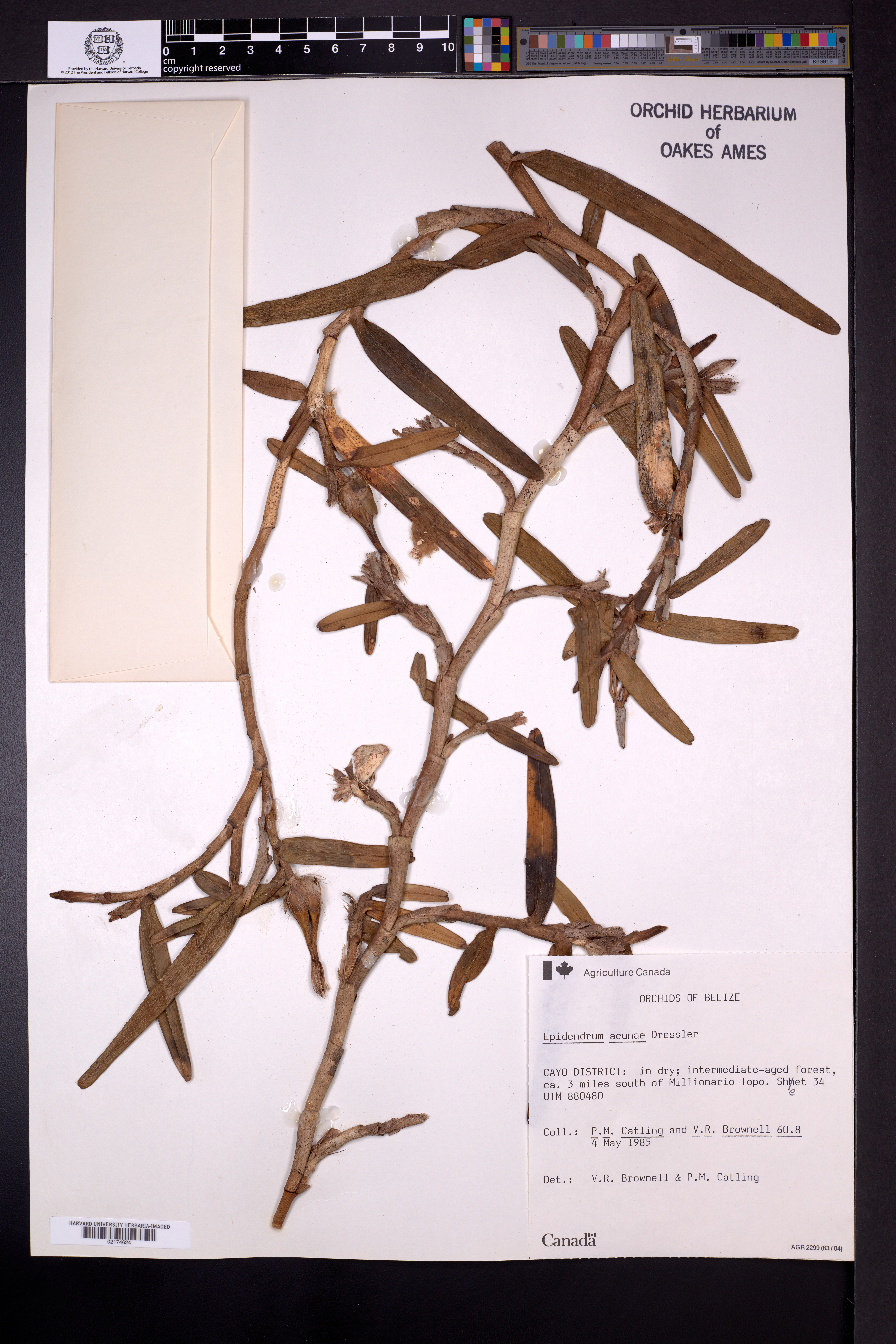 Epidendrum acunae image