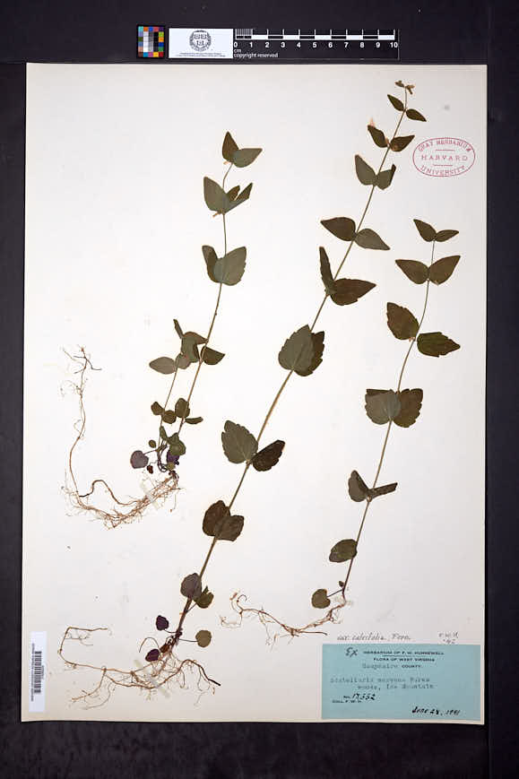 Scutellaria nervosa var. calvifolia image