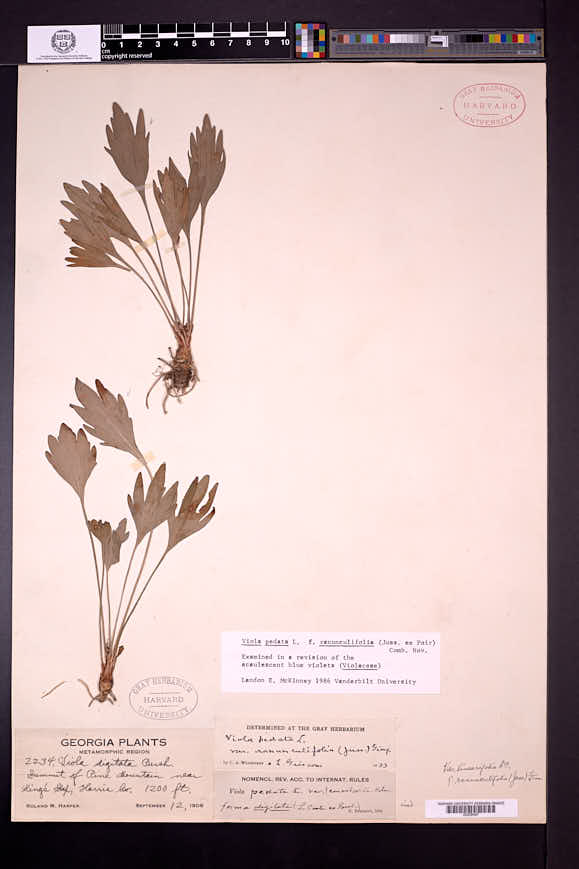 Viola pedata var. ranunculifolia image
