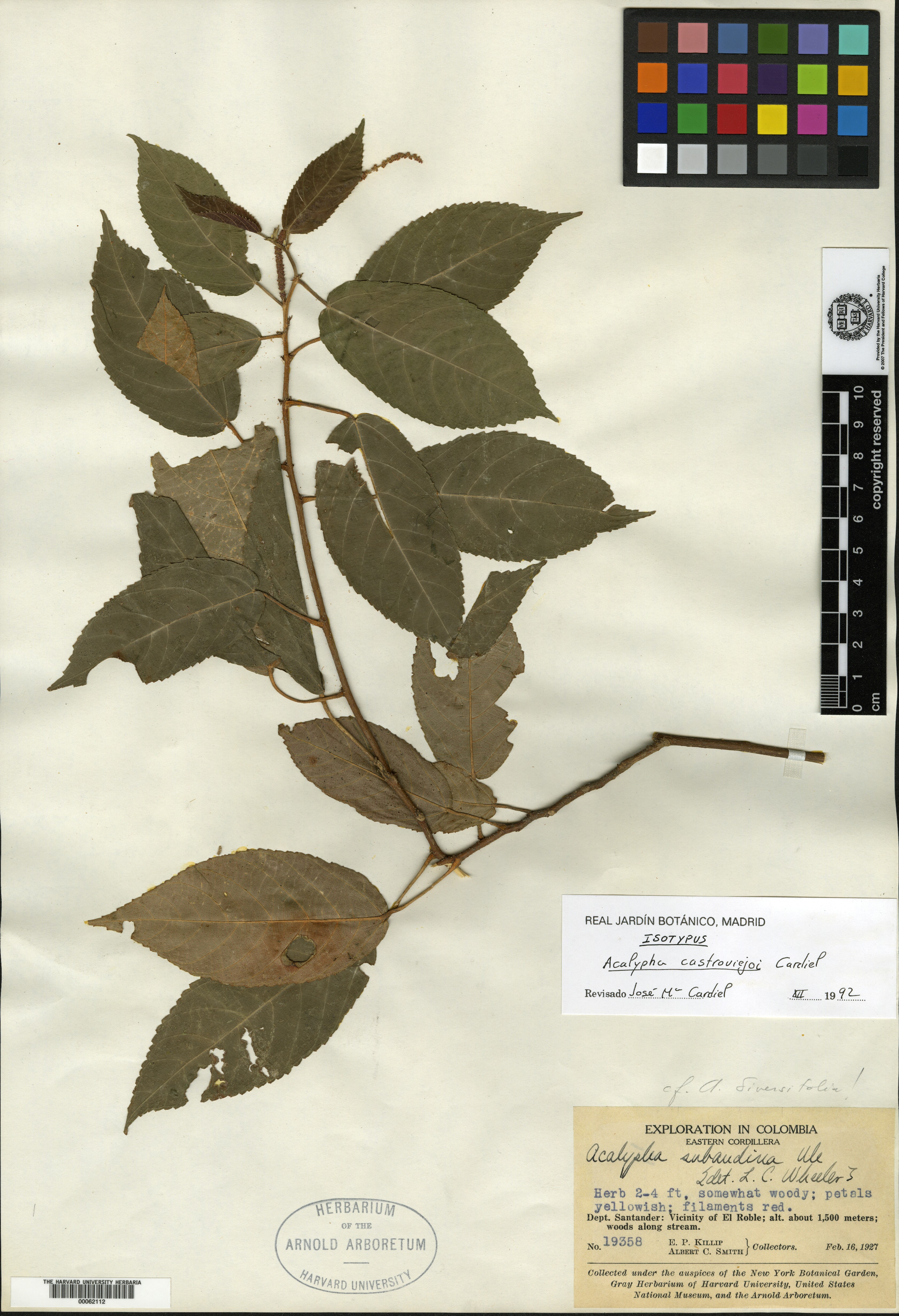 Acalypha nemorum image