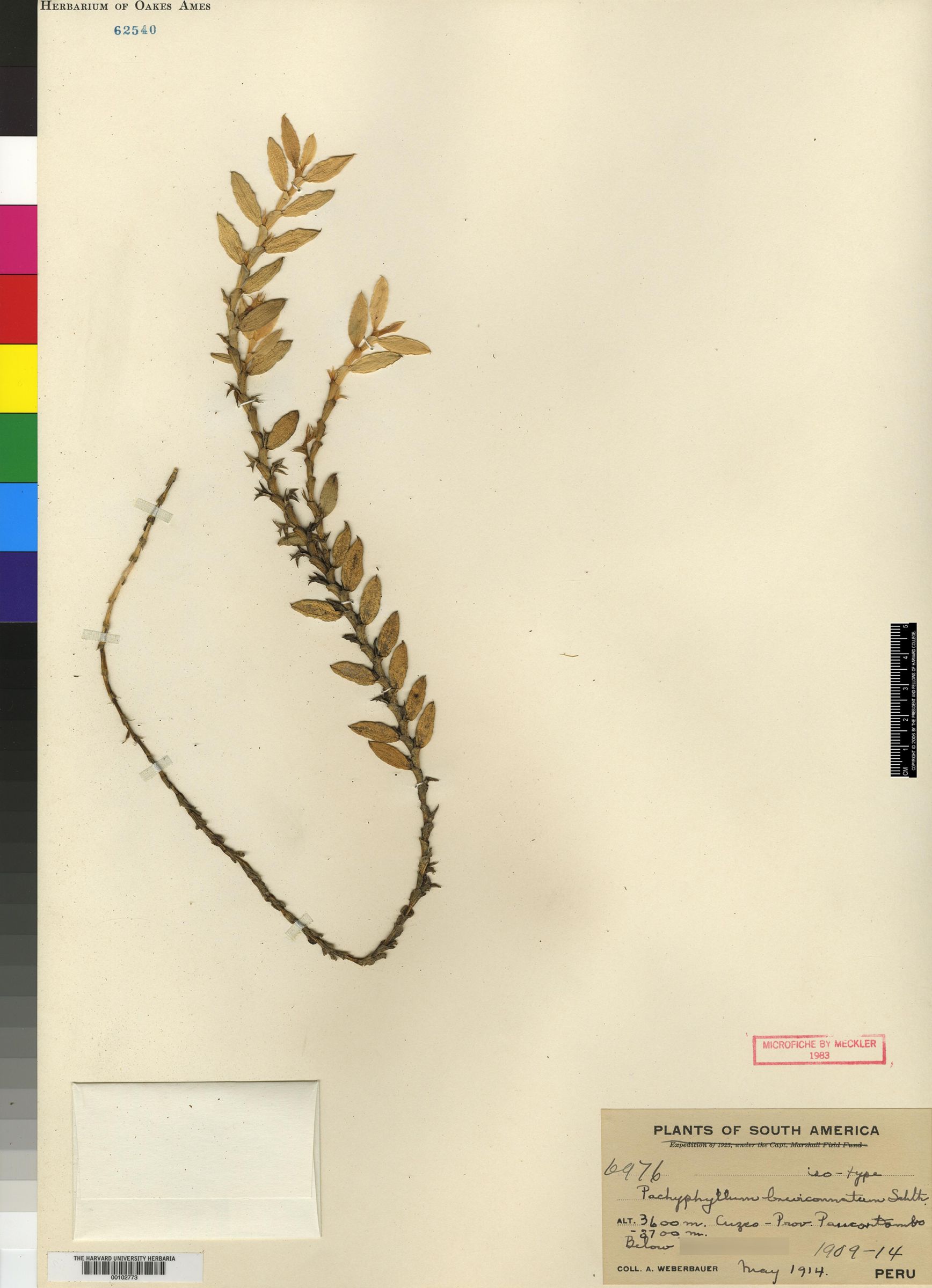 Pachyphyllum tortuosum image