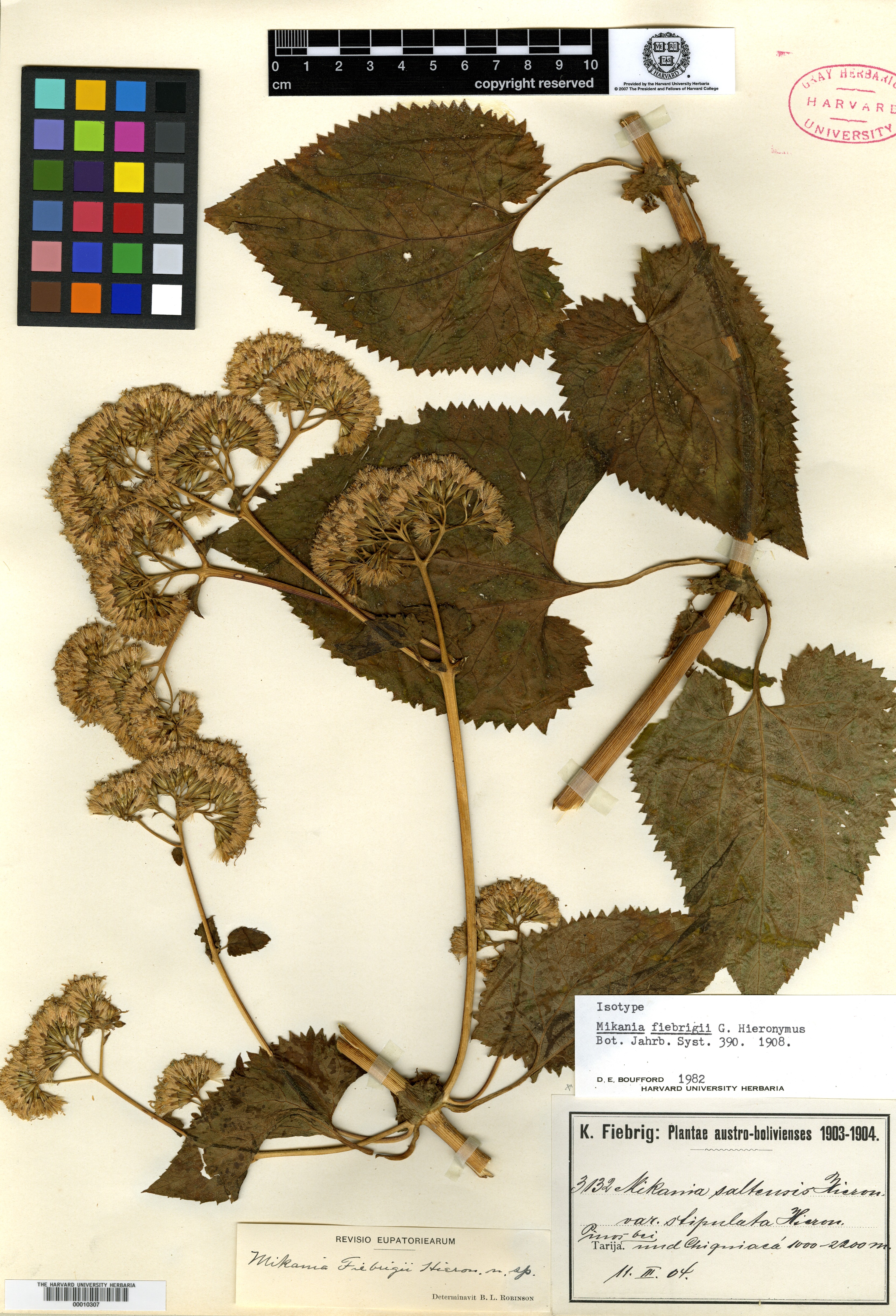 Mikania urticifolia image