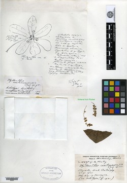 Phyllanthus coalcomanensis image