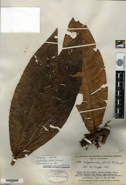 Calyptranthes zanquinensis image