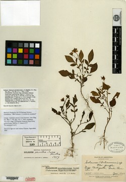 Solanum sanctae-rosae image