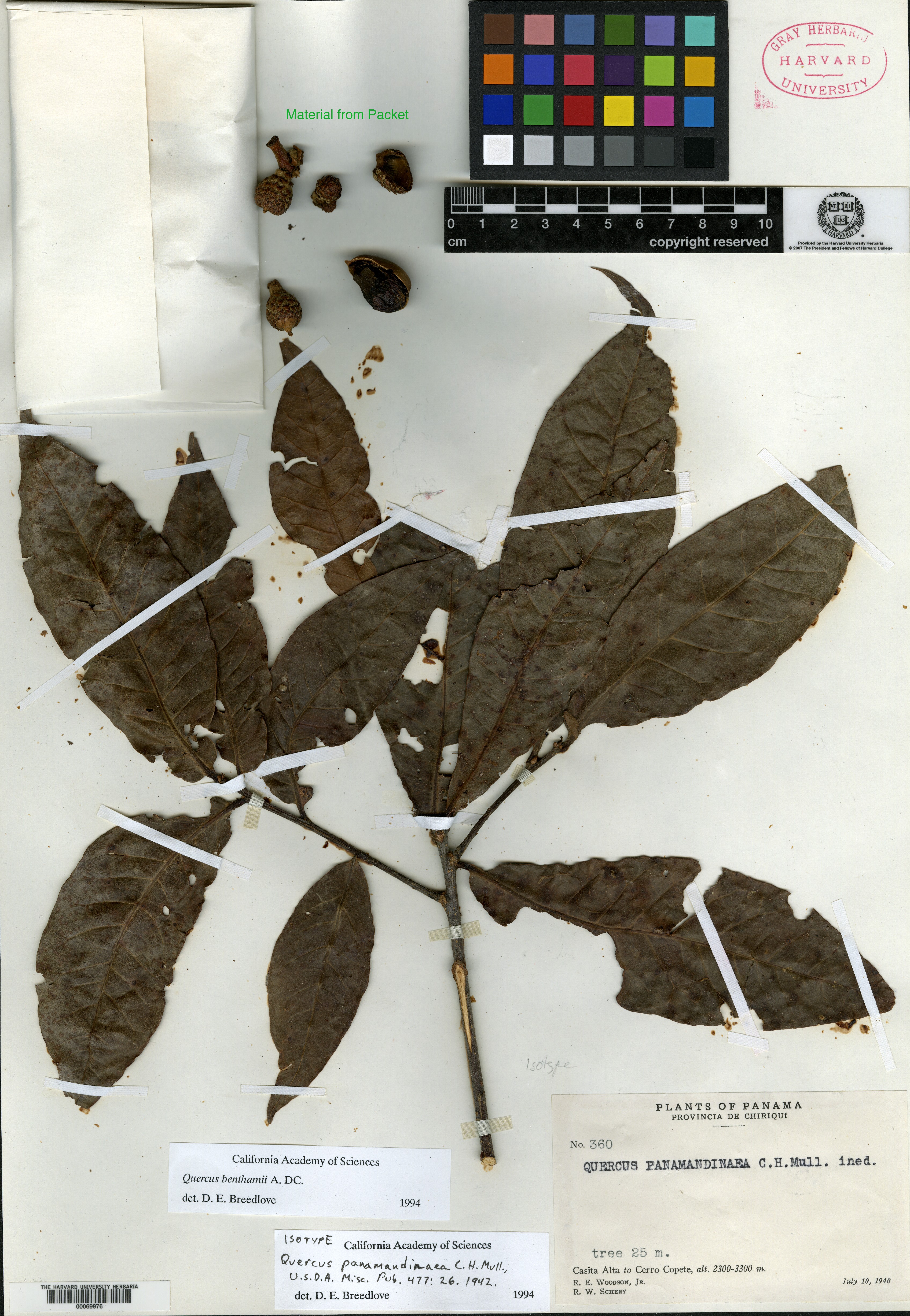 Quercus panamandinaea image