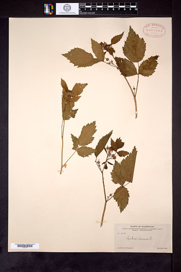 Rubus macropetalus image