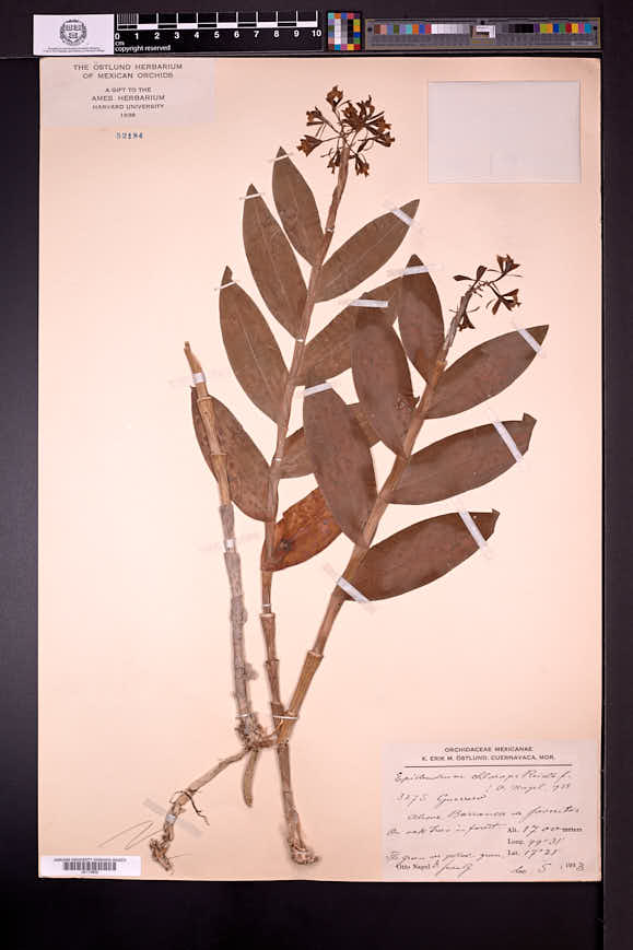Epidendrum chlorops image