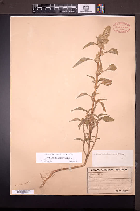 Amaranthus retroflexus image