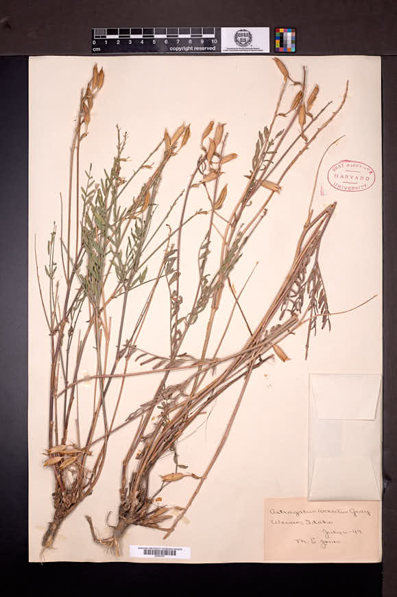 Astragalus arrectus image
