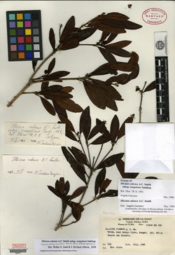Illicium cubense subsp. rangelense image