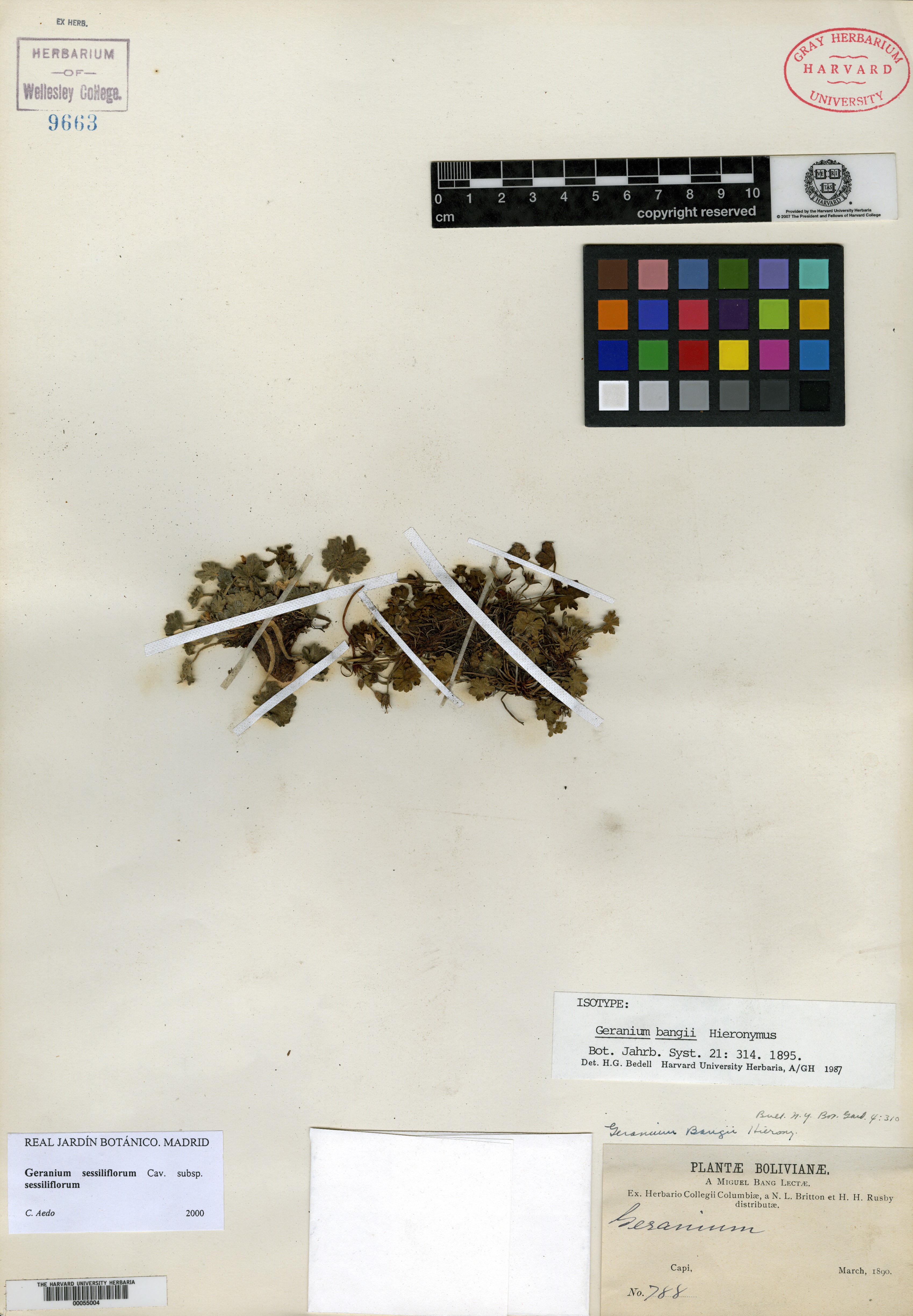 Geranium bangii image