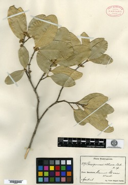 Cassipourea obtusa image