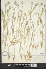 Dichanthelium acuminatum subsp. implicatum image