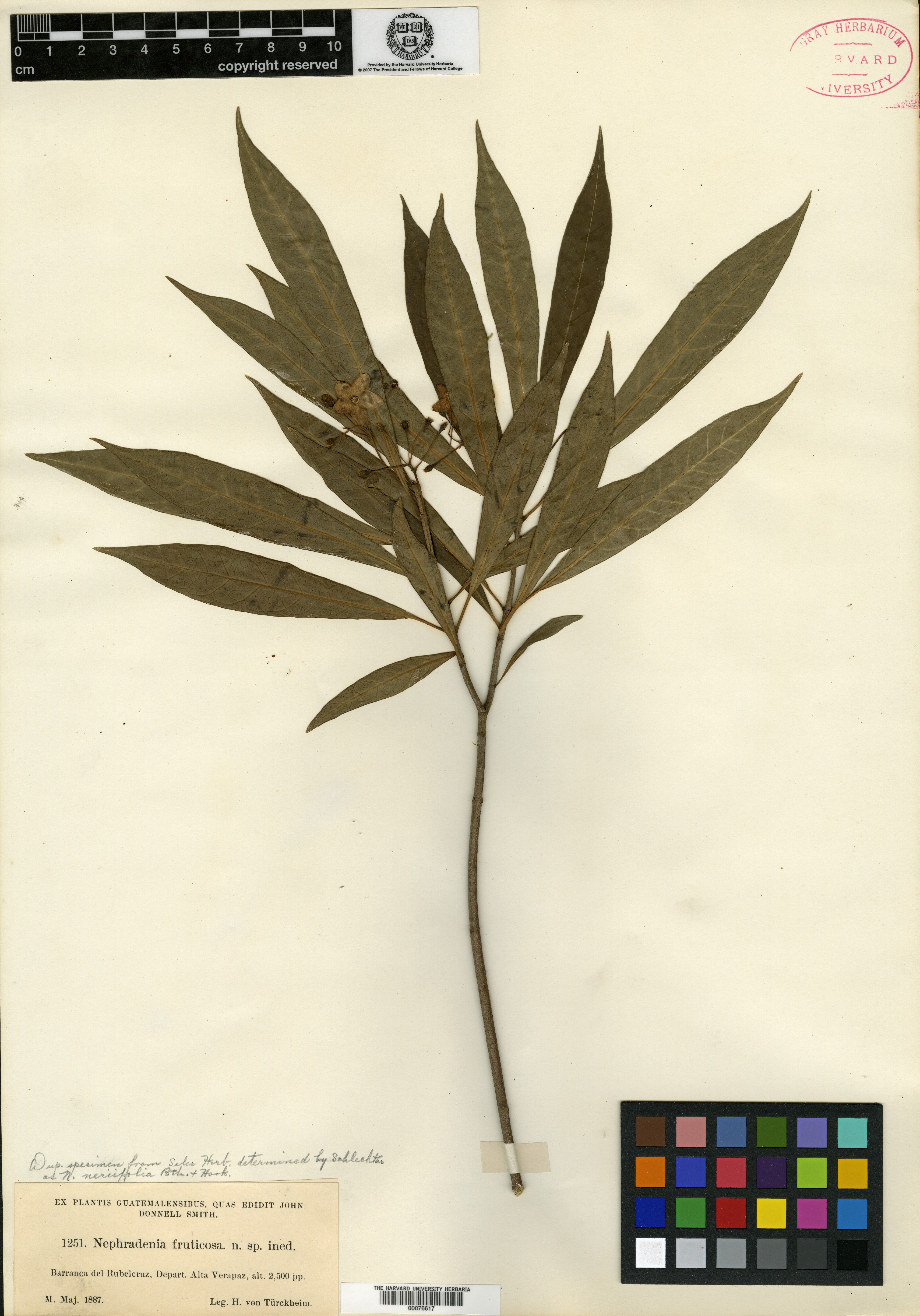 Marsdenia fruticosa image