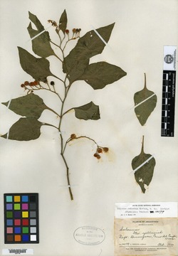 Solanum reductum image