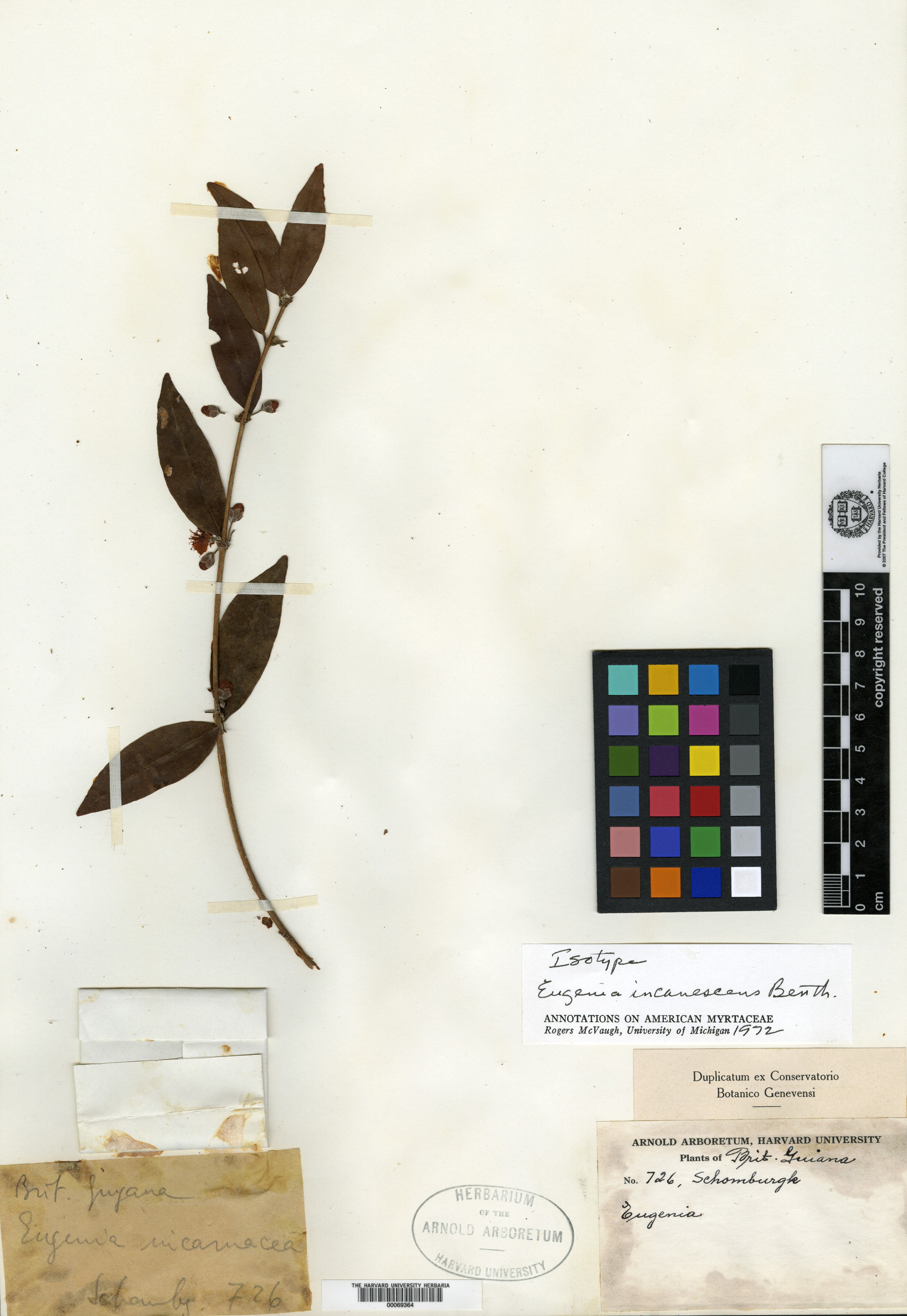 Eugenia incanescens image