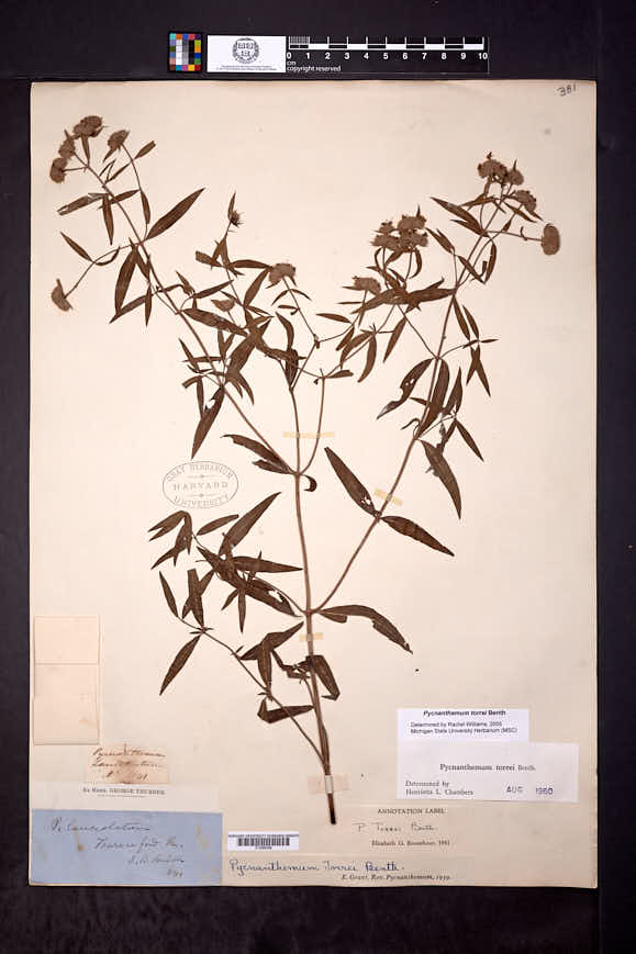 Pycnanthemum torrei image