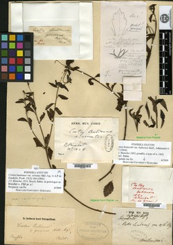 Croton lasiopetaloides image