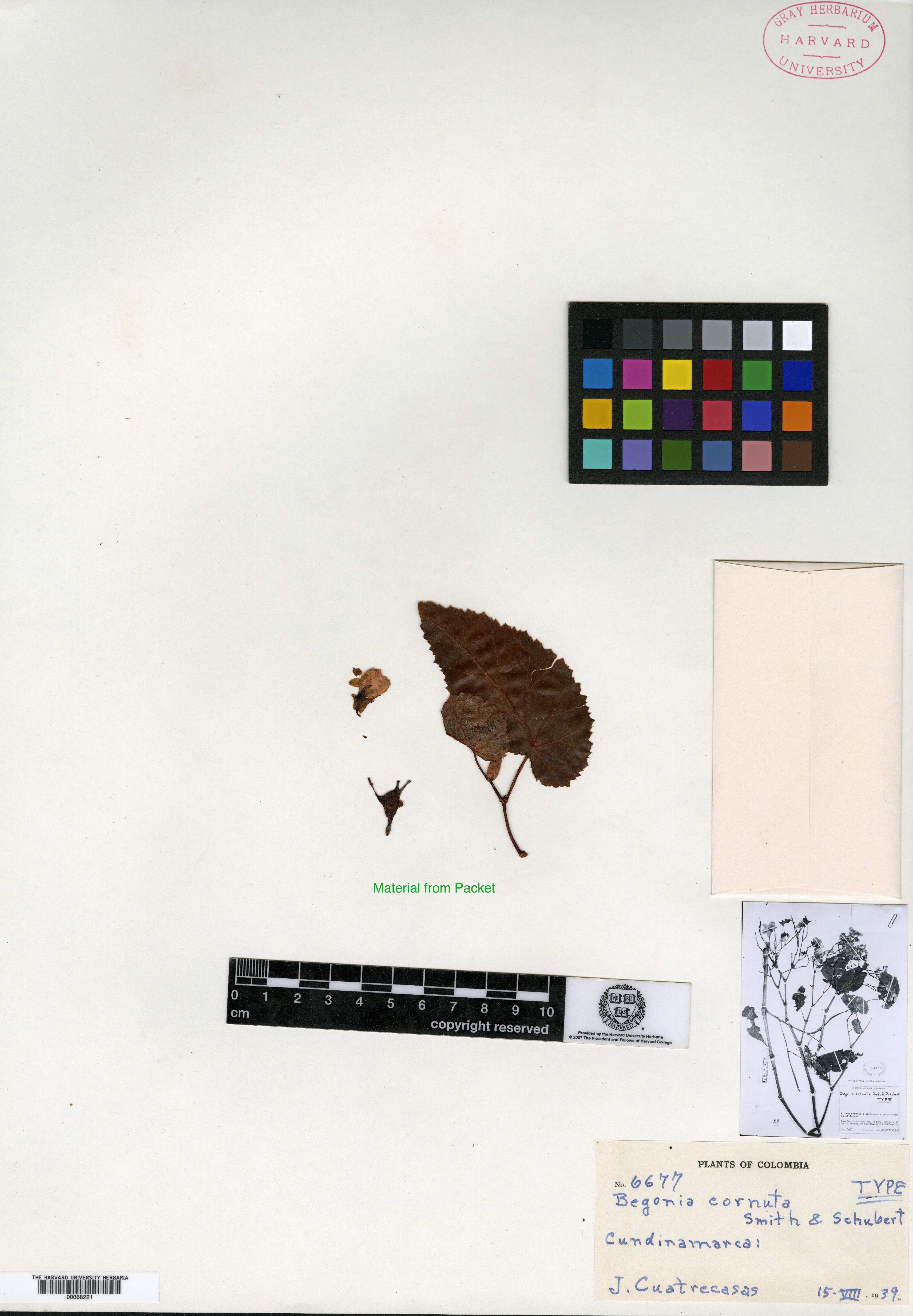 Begonia cornuta image