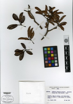 Tabebuia moaensis image