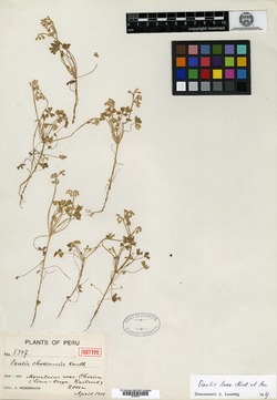 Oxalis chosicensis image