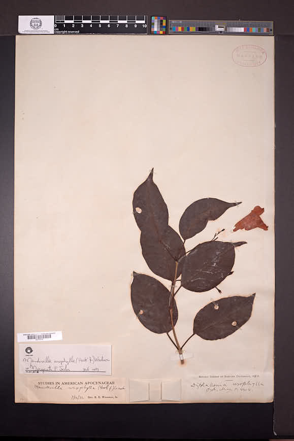 Mandevilla urophylla image