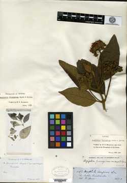 Aegiphila ferruginea image