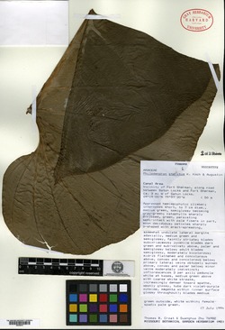 Philodendron pterotum image