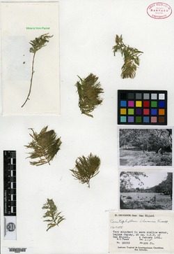 Ceratophyllum llerenae image