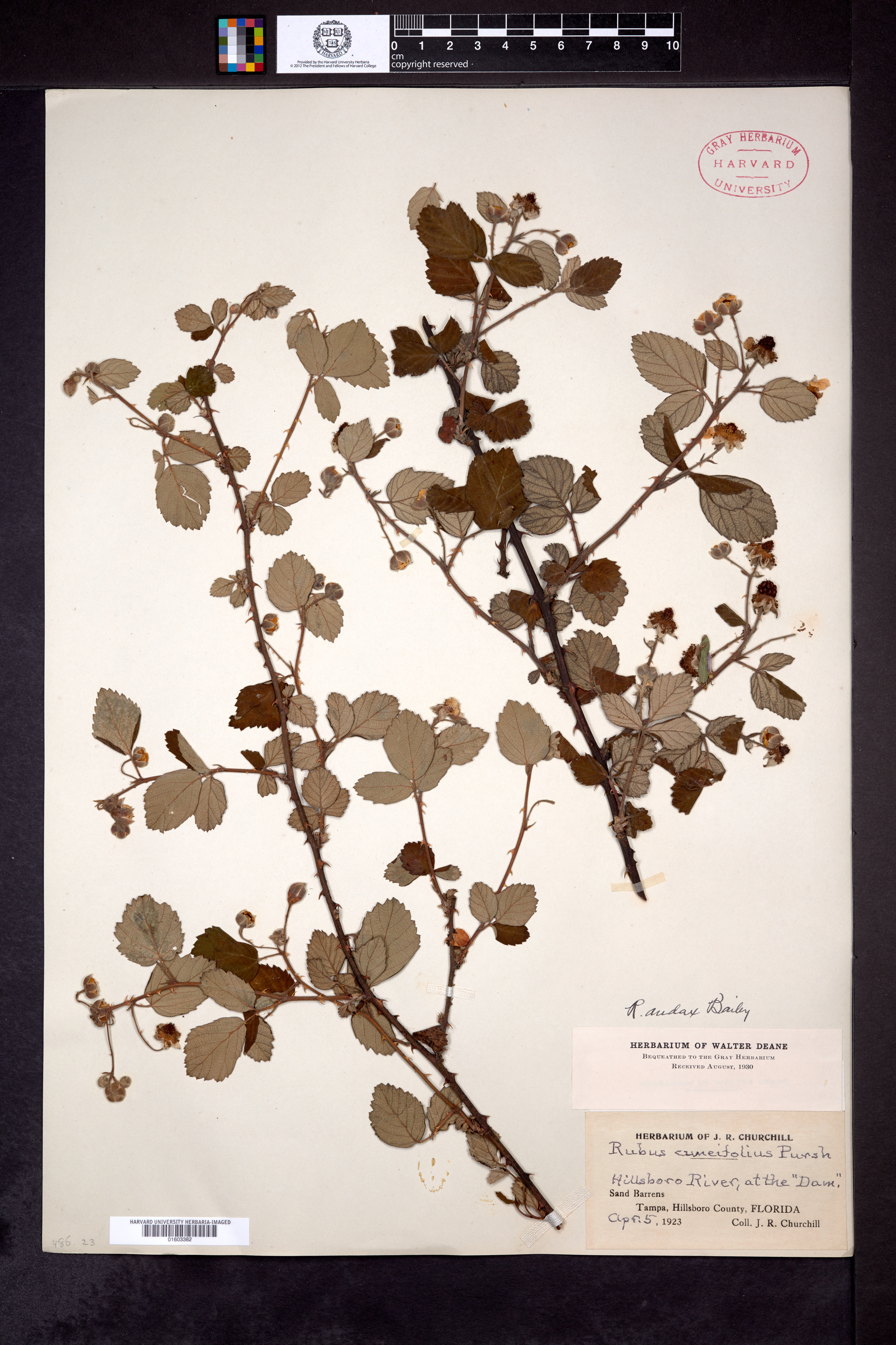 Rubus audax image