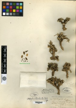Astragalus carminis image