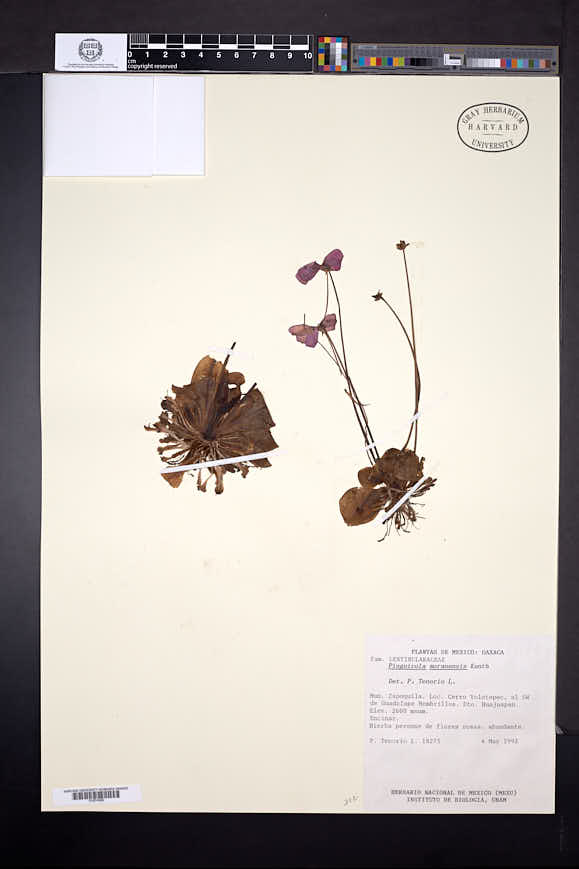 Pinguicula moranensis var. moranensis image