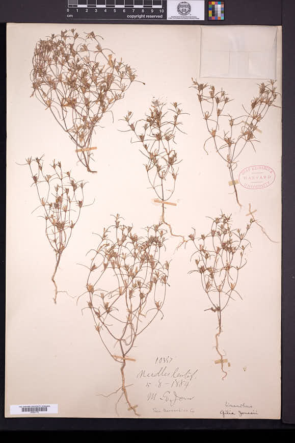 Linanthus inyoensis image
