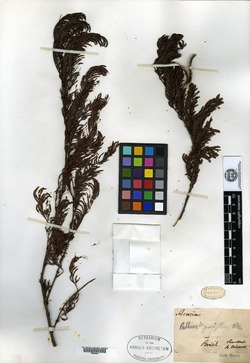 Calliandra purpurea image