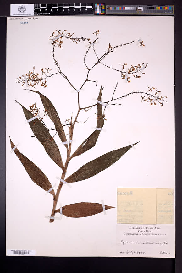 Epidendrum subnutans image