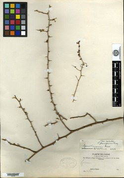 Lycium paucifolium image