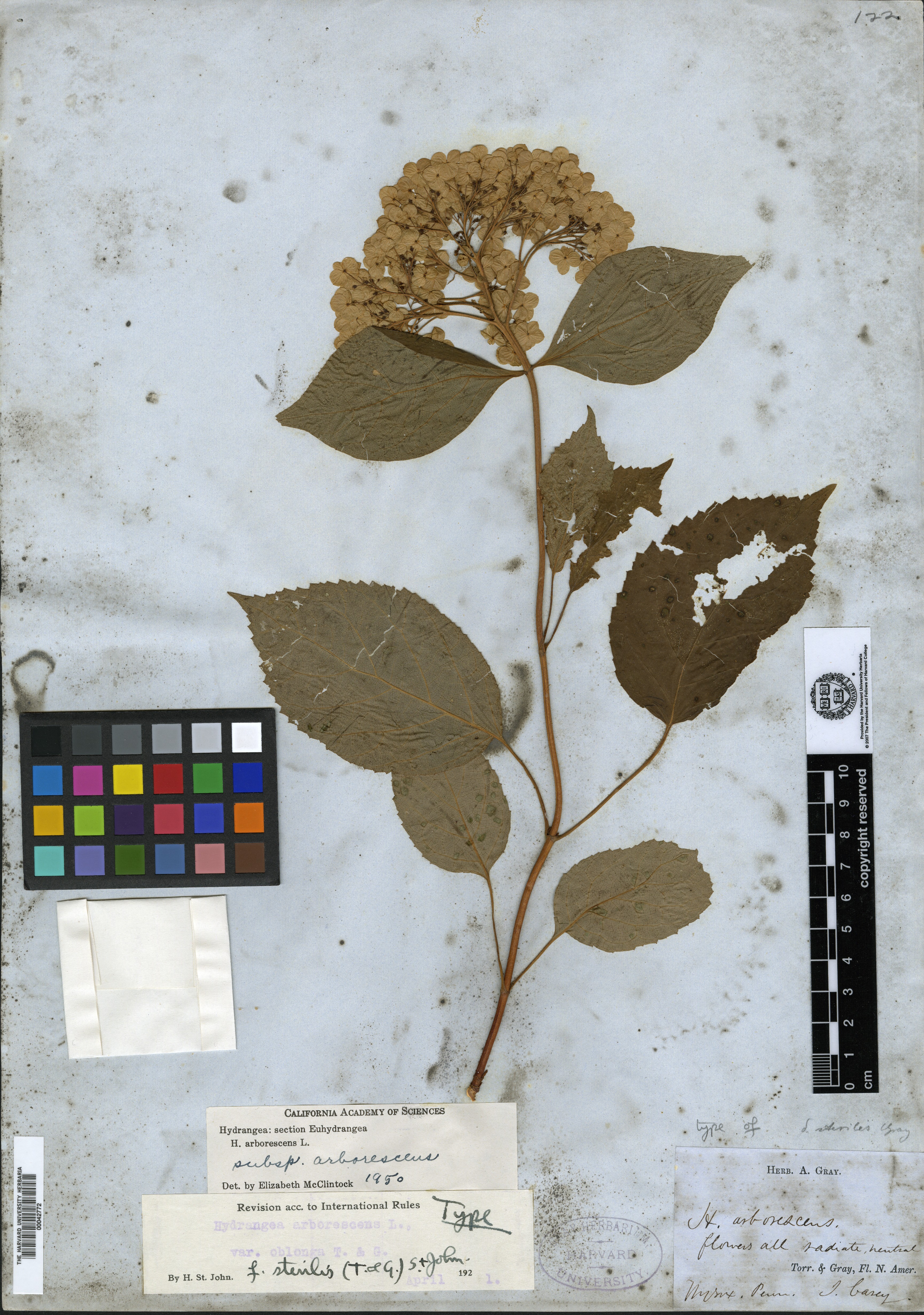 Hydrangea arborescens var. sterilis image