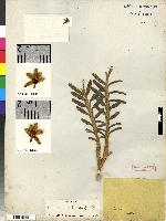 Maxillaria longiloba image