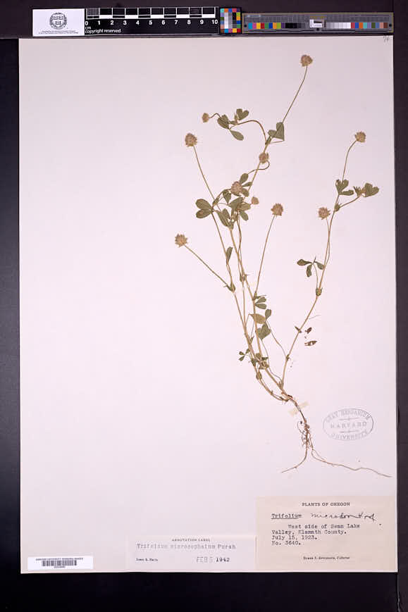 Trifolium microcephalum image